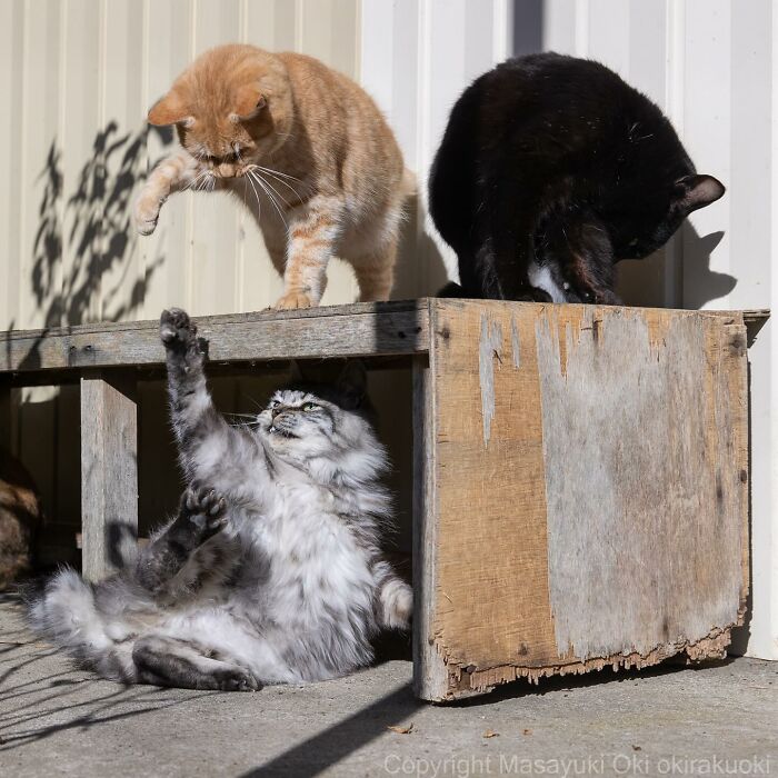 Photographer Records Cats On The Streets Proving That Felines Really Are The Kings Of The World (New Pics)