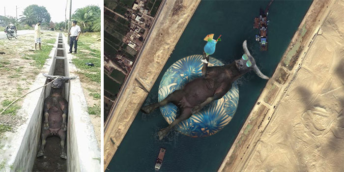This Cow That Fell Into A Drain