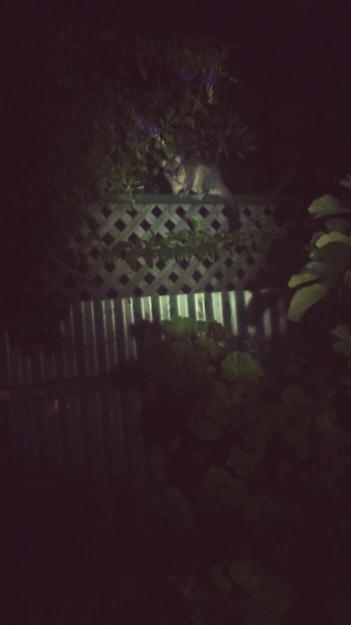 A Visiting Possum