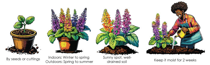 Illustrations of how to plant salvias Illustrations of how to plant salvias