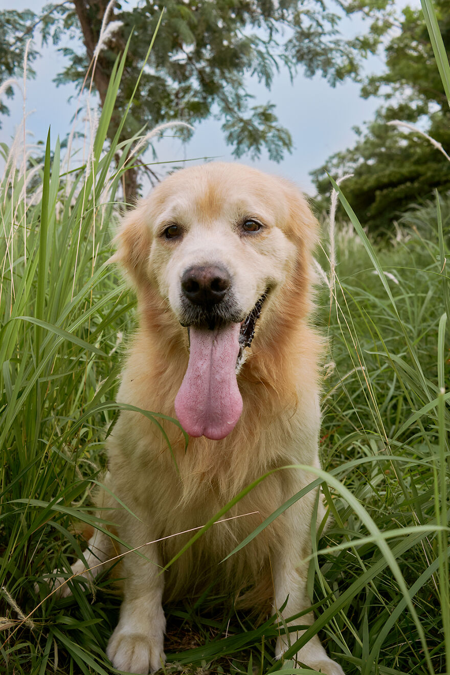 Sanny Golden Retriever Panting On A Cloudy Day