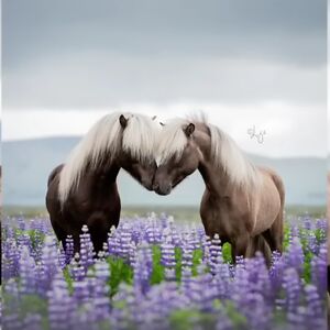 madelynnashman-prendergast avatar