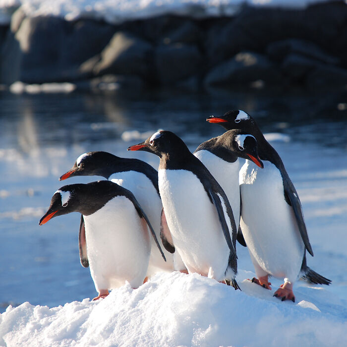&ldquo;It&rsquo;s Life-changing&rdquo;: World&rsquo;s Most Remote Post Office Is Hiring 4 Postmasters