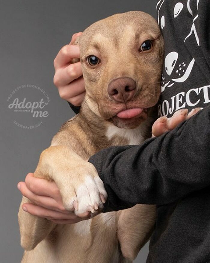 12 Y.O.&rsquo;s Mission Is To Find Homes For Shelter Dogs And He Has Already Succeeded 4,900 Times