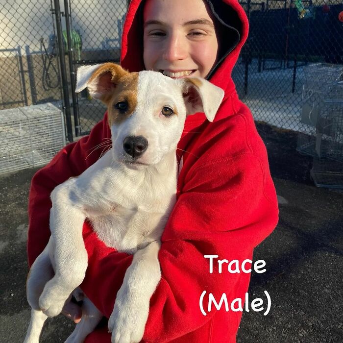 12 Y.O.&rsquo;s Mission Is To Find Homes For Shelter Dogs And He Has Already Succeeded 4,900 Times