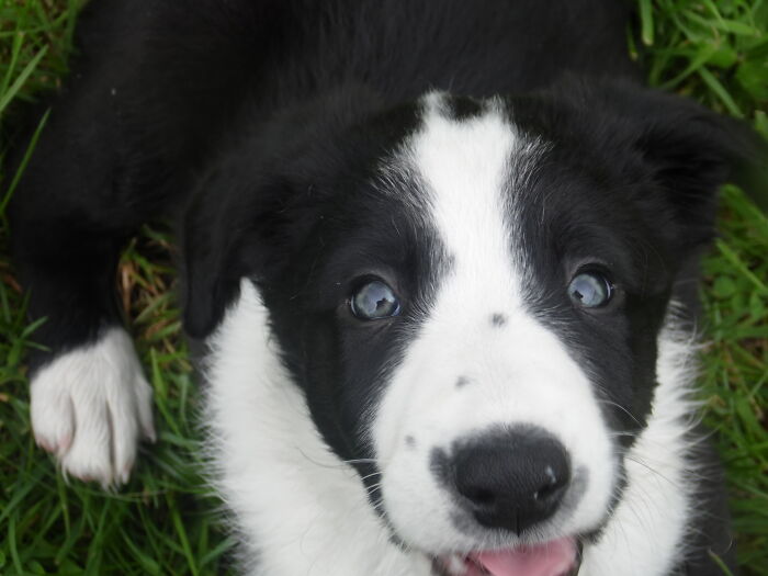 This Is The First Of Many Photos I Have Taken Of My Dog Shilo In The 9 Years I Have Had Him. He Was A Rescue Dog Having Been Found On The Side Of The Road With His Mother And 3 Brothers. A Cruel Farmer Had Dumped His Poor Mother When She Was Heavily Pregnant There To Give Birth On Her Own. She Was Found Along With Her Puppies And Lucy, The Mother, A Name Given To Her By The Lady Who Rescued Her, And All 4 Puppies Have Found Wonderful Forever Homes. This Photo Of Shilo Was Taken Just As We Brought Him Home. It Was As If He Knew He Was Where He Would Always Be Happy Safe And Loved. He Got Out Of The Car And Ran Around The Garden And Collapsed In A Happy Heap In Front Of Me And Gave Me This Gorgeous Happy Smile. He Knew He Was Home And We Knew We Had A Wonderful Little Puppy To Love Forever
