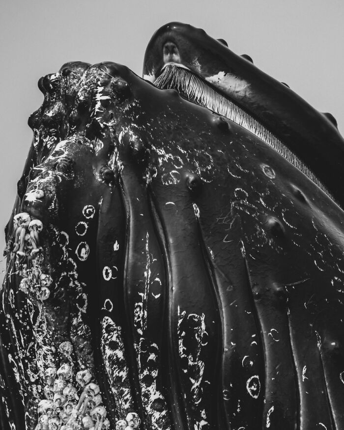 2nd Place In The Wildlife Category: "Untitled" By Andre Estevez, United States