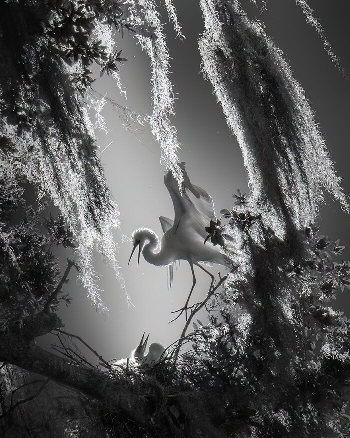 3rd Place In The Nature Category: "Love Language" By Fenqiang Liu, United States