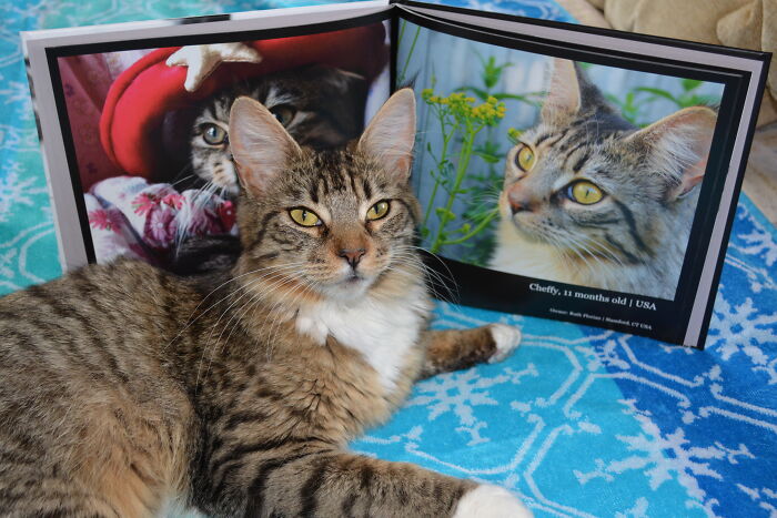 Tabby cat lying on a blue patterned blanket beside a photobook showcasing worldwide cat photobook winners and their photos