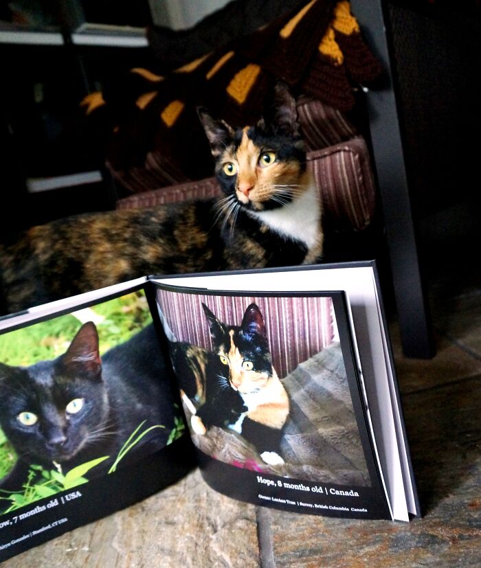Calico cat next to an open photobook featuring worldwide cat photobook winners and their award-winning photos.