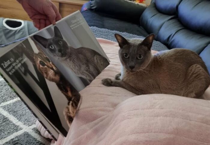 Cat photobook winners displayed in a book held beside a gray cat lying on a pink blanket on a couch.