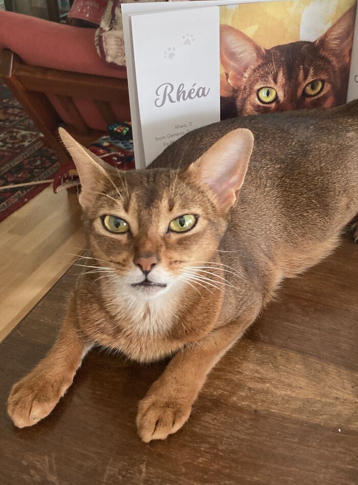 A close-up of a cat with green eyes lying on a wooden table, shown with a worldwide cat photobook winner.