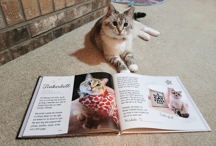 Cat photobook winner lying near an open photobook featuring its award-winning photos on a beige carpet.