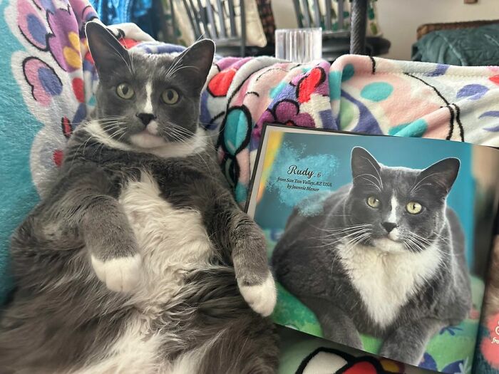 Gray and white cat relaxing next to its winning photo in this year's worldwide cat photobook winners collection.
