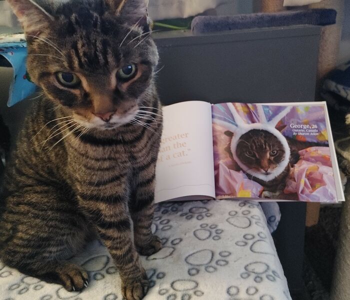 Tabby cat sitting beside an open photobook featuring a winning cat photo from this year's worldwide cat photobook winners.