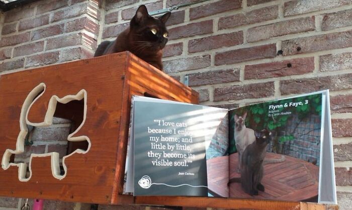 Black cat resting on wooden cat house next to photobook featuring worldwide cat photobook winners and their winning photos.