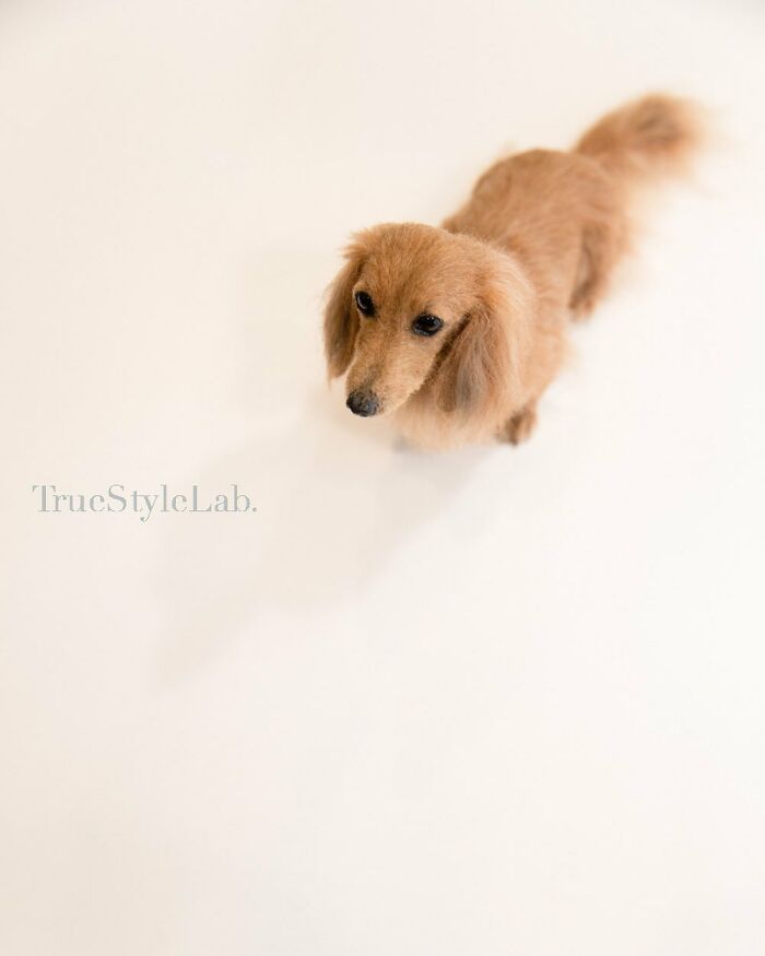 These Animals Are Taking The Internet By Storm, But They're Entirely Handmade From Wool Felt