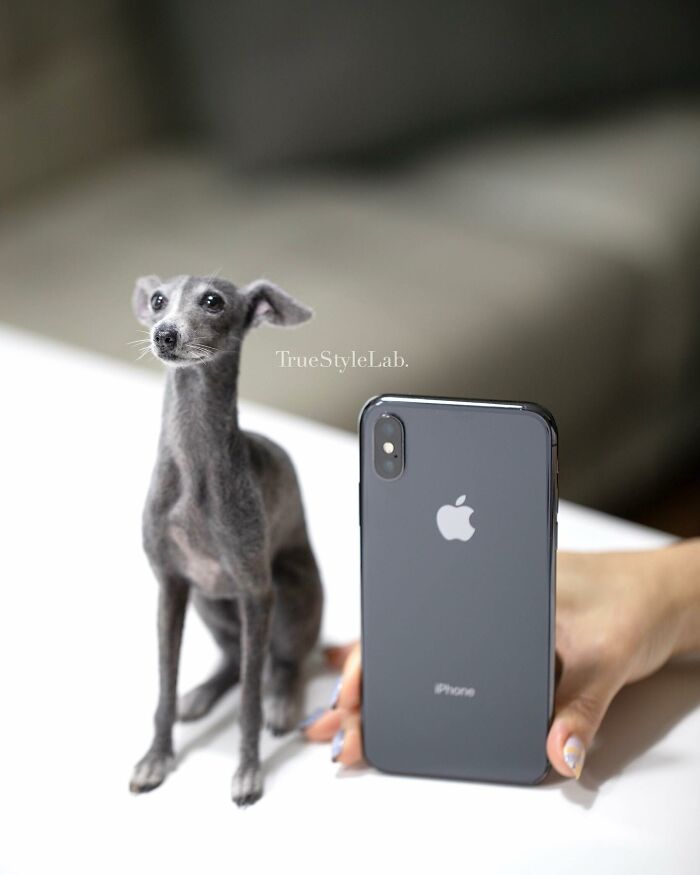 These Animals Are Taking The Internet By Storm, But They're Entirely Handmade From Wool Felt