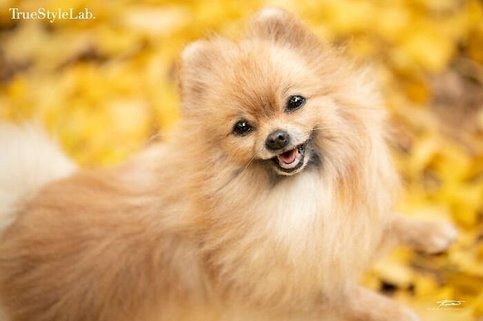 These Animals Are Taking The Internet By Storm, But They're Entirely Handmade From Wool Felt