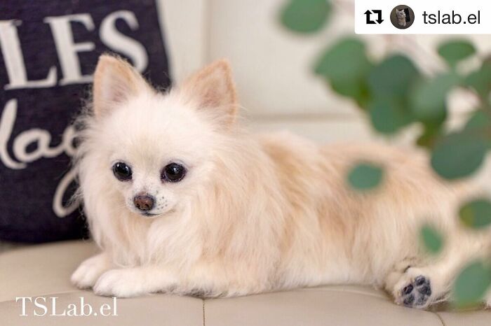 These Animals Are Taking The Internet By Storm, But They're Entirely Handmade From Wool Felt