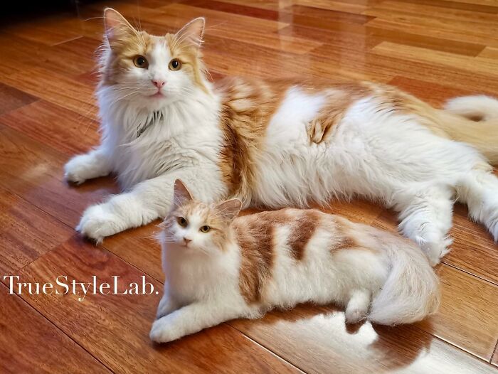 These Animals Are Taking The Internet By Storm, But They're Entirely Handmade From Wool Felt