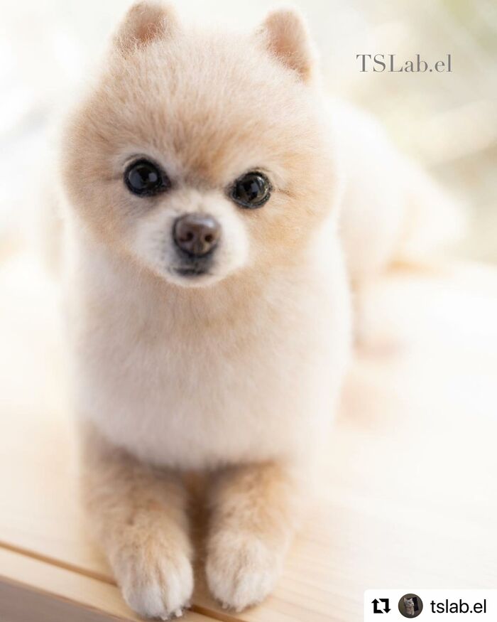 These Animals Are Taking The Internet By Storm, But They're Entirely Handmade From Wool Felt