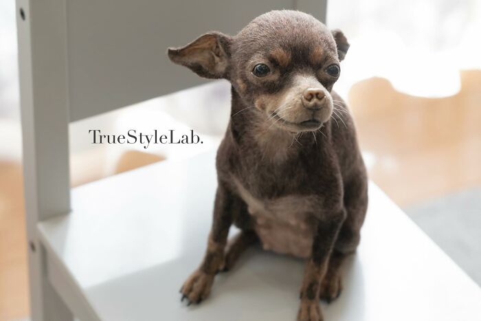 These Animals Are Taking The Internet By Storm, But They're Entirely Handmade From Wool Felt