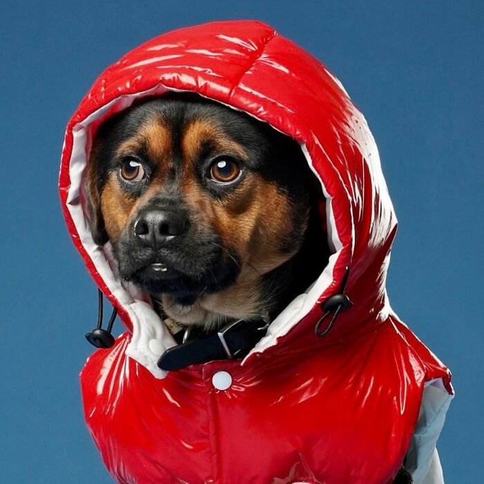 Derpy Dog Portrait By Kevin Sarasom