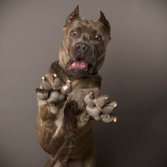 Derpy dog with wide eyes and raised paws, showcasing adorable canine antics.