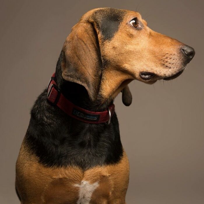 Derpy Dog Portrait By Kevin Sarasom