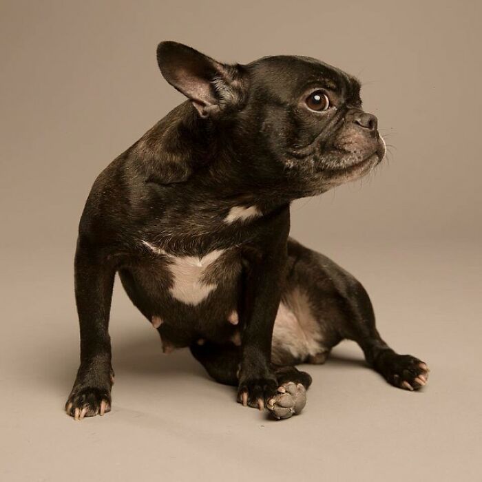 Derpy Dog Portrait By Kevin Sarasom