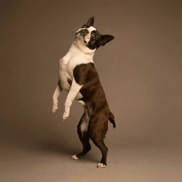 Derpy Dog Portrait By Kevin Sarasom