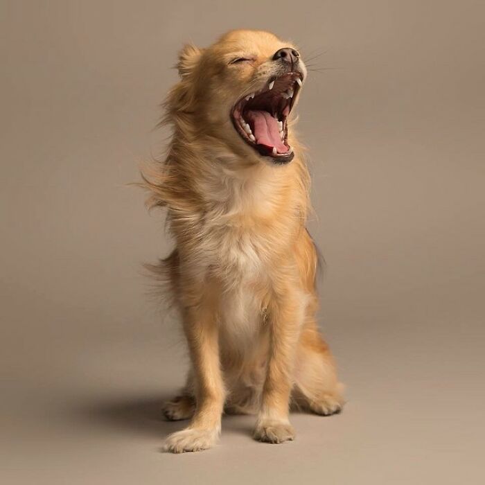 Cute derpy dog yawning with eyes closed, showcasing its paws and fluffy tail.