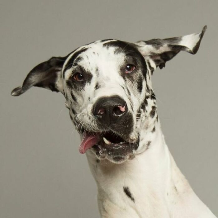 Playful spotted dog with ears flapping, showcasing derpy dogs' charm and personality.