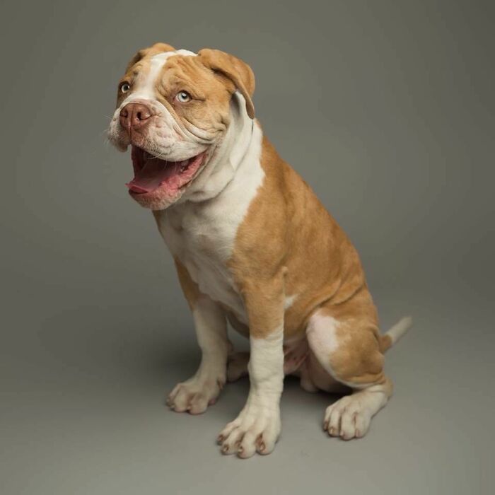 Derpy dog sitting with a happy expression, showcasing its adorable face and floppy ears.