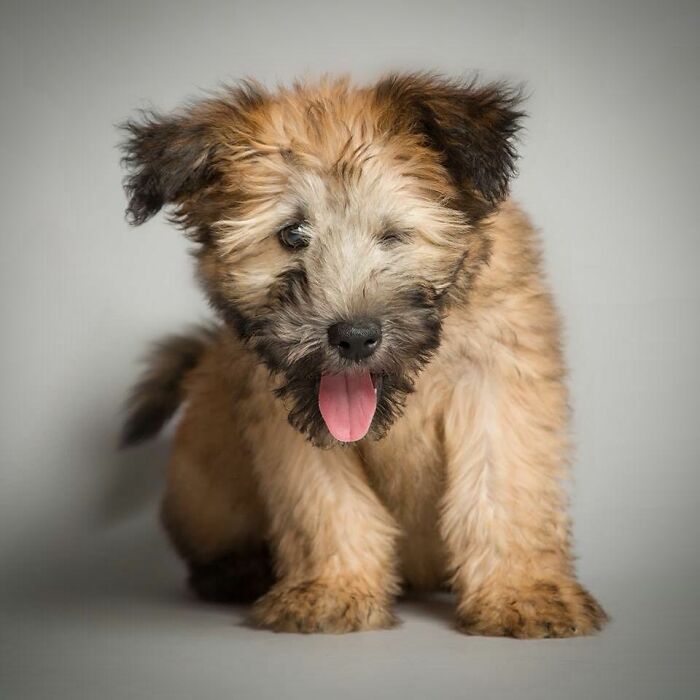 Derpy Dog Portrait By Kevin Sarasom