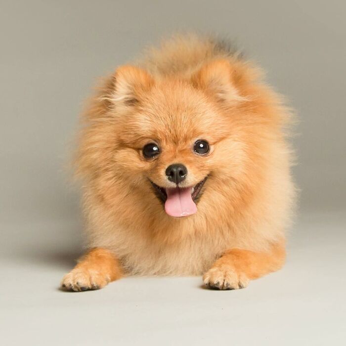 Adorable derpy dog with fluffy fur and a happy expression, showcasing its paws and wagging tail.
