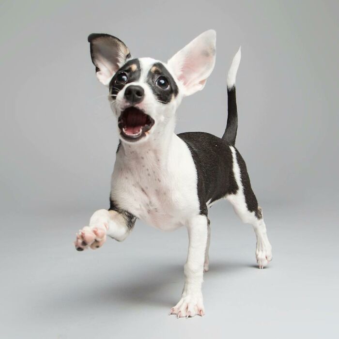 Adorable derpy dog with big ears, wagging tail, and playful expression captured by Kevin Sarasom.