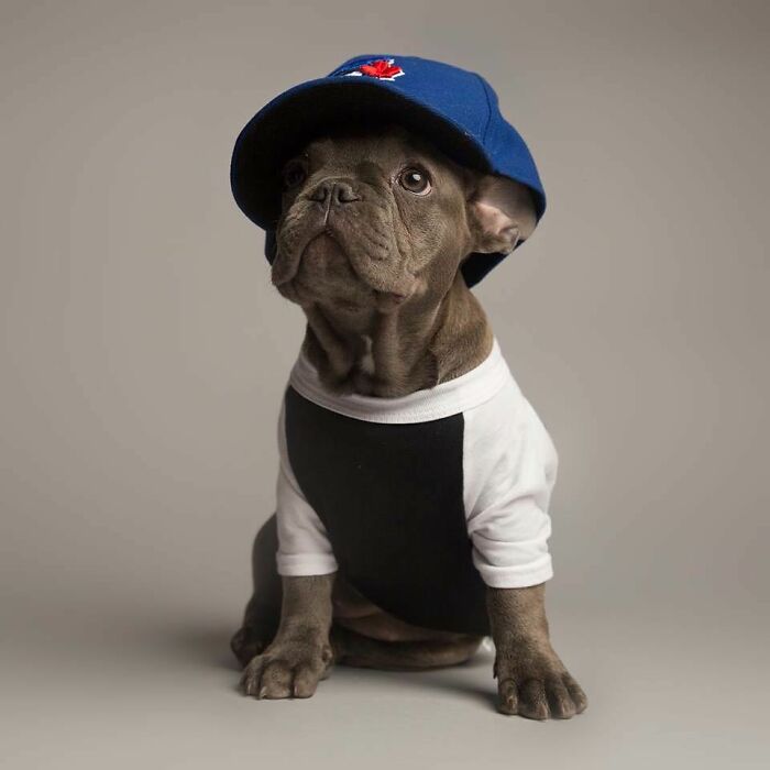 French Bulldog in a white and black shirt and blue cap, embodying derpy dogs with charm and style.