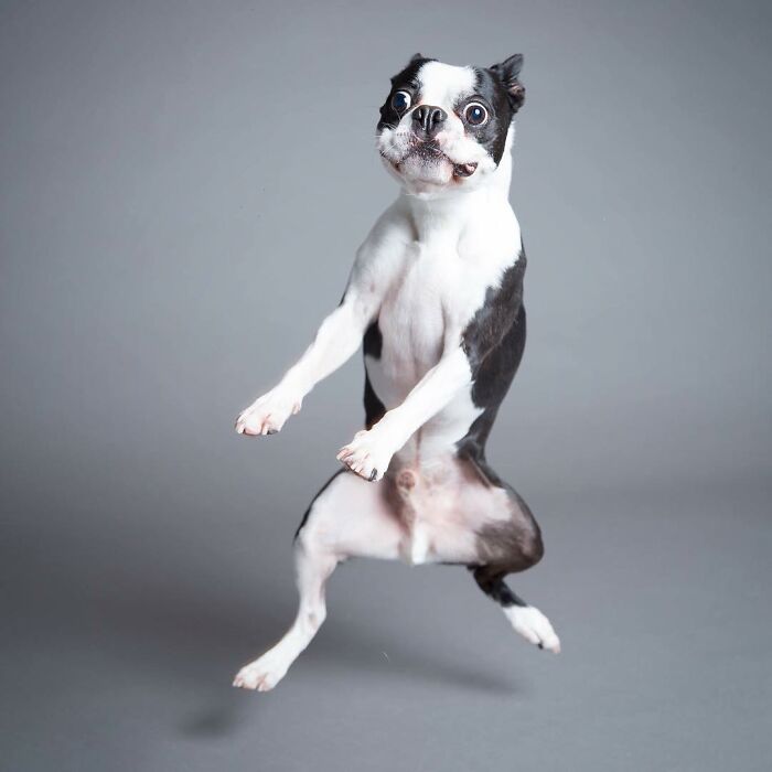 Derpy dog mid-air with surprised eyes, highlighting paws and wagging tail against a plain background.