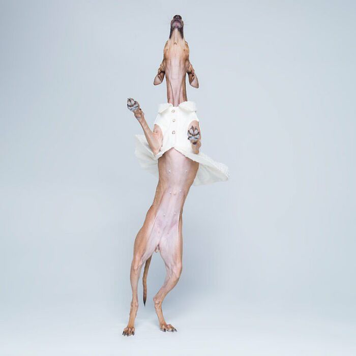 Derpy Dog Portrait By Kevin Sarasom