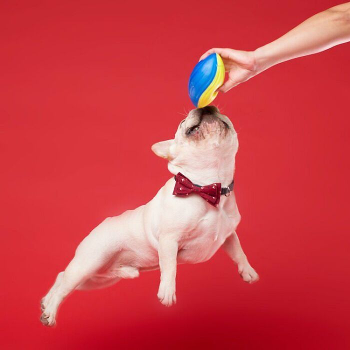 Derpy Dog Portrait By Kevin Sarasom