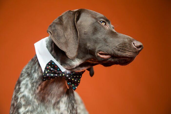 Derpy Dog Portrait By Kevin Sarasom