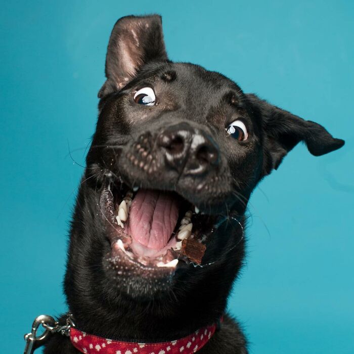 Derpy dog with a happy expression, dark fur, and a red collar, captured in a playful moment against a blue background.