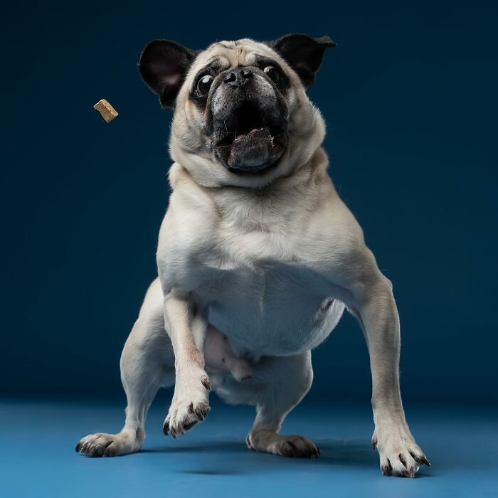Derpy dog with wide eyes attempting to catch a treat, showcasing paws and wagging tail against a blue background.