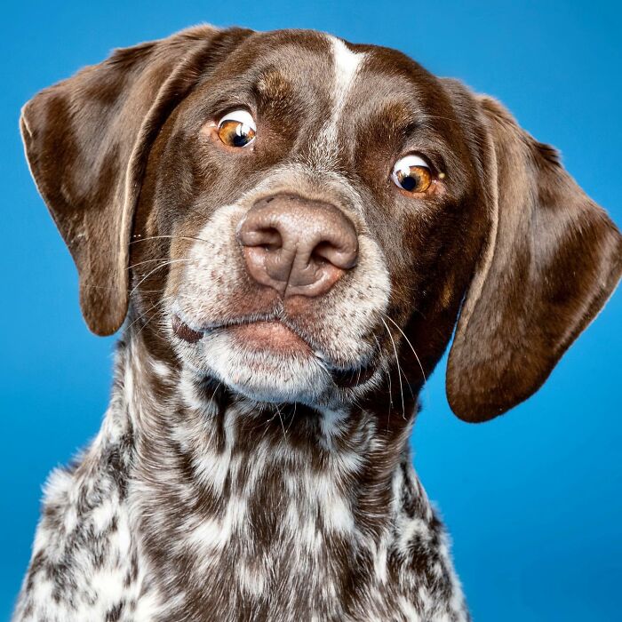 Derpy dog with a quirky expression, spotted fur, and floppy ears against a blue background.