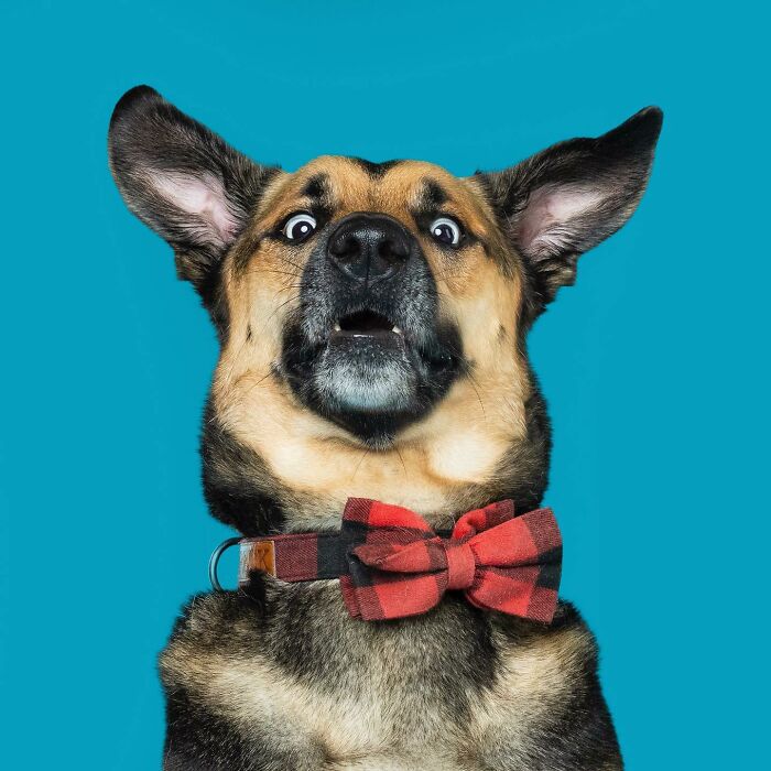 Derpy dog with a surprised expression, wearing a red plaid bowtie, set against a blue background.