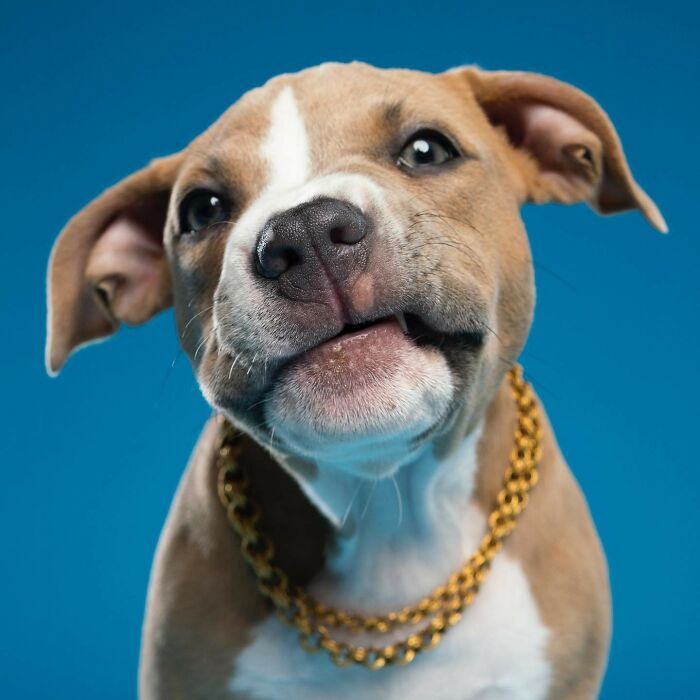 Derpy dog with a playful expression, wearing a gold chain, against a blue background.