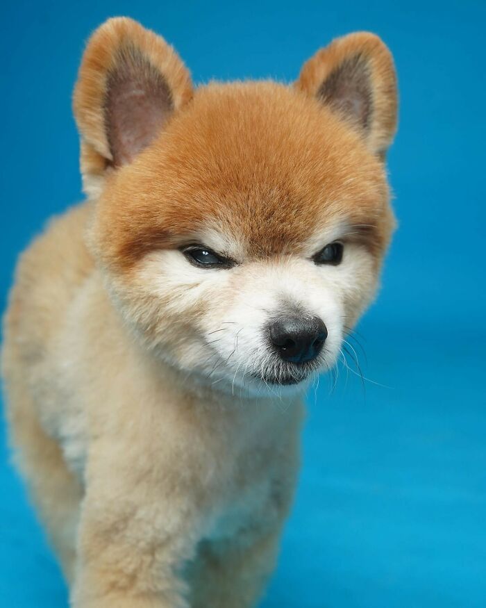 Adorable derpy dog with fluffy fur and a cute face, captured against a blue background.