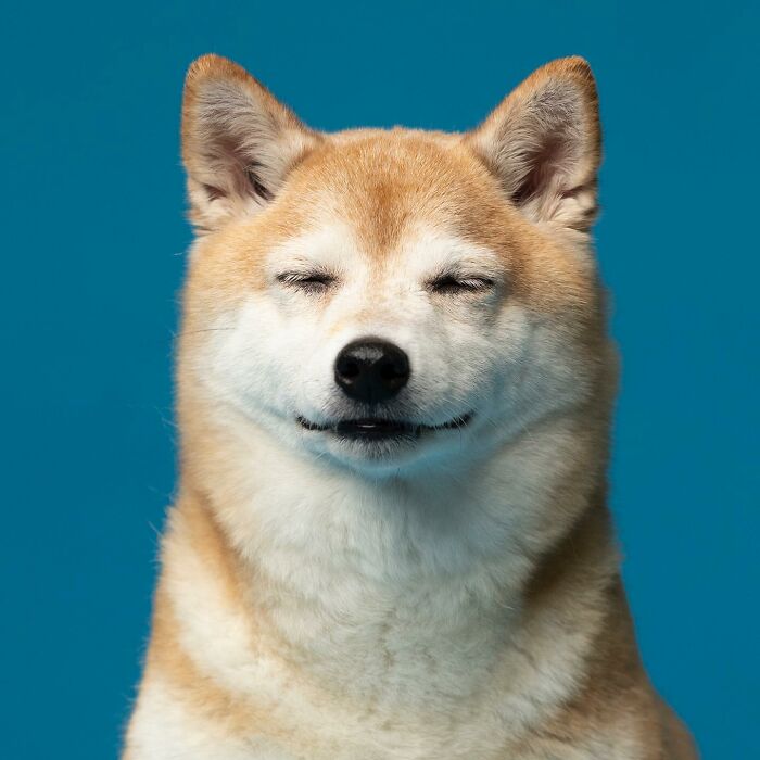 Adorable derpy dog with eyes closed, showcasing its cute nose and fluffy fur against a blue background.